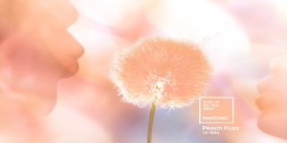 ‎ 

PANTONE COLOR OF THE YEAR 2024 Peach Fuzz...